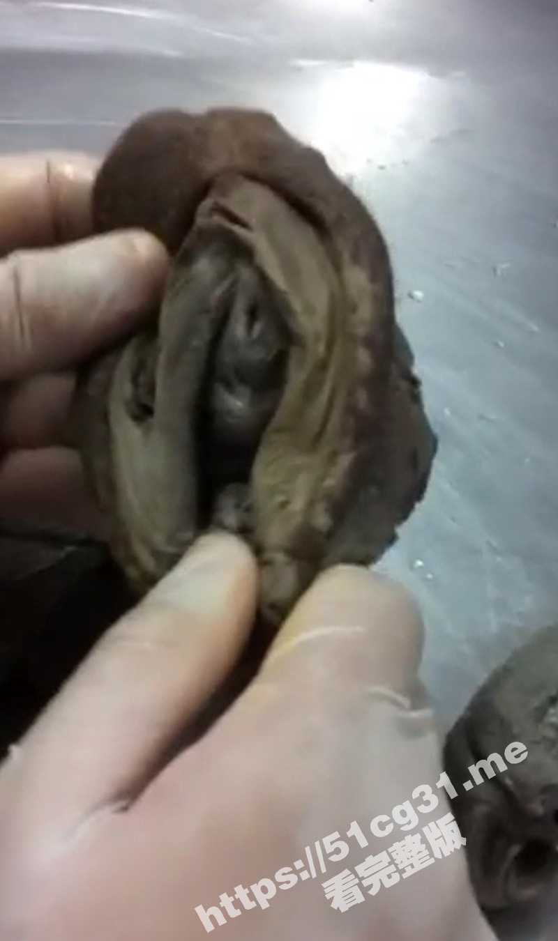 猎奇吃瓜！佛家法器 从女性身体上割下来制作而成的肉莲花法器 用于佛教的祭拜活动 - 51吃瓜网-51吃瓜网