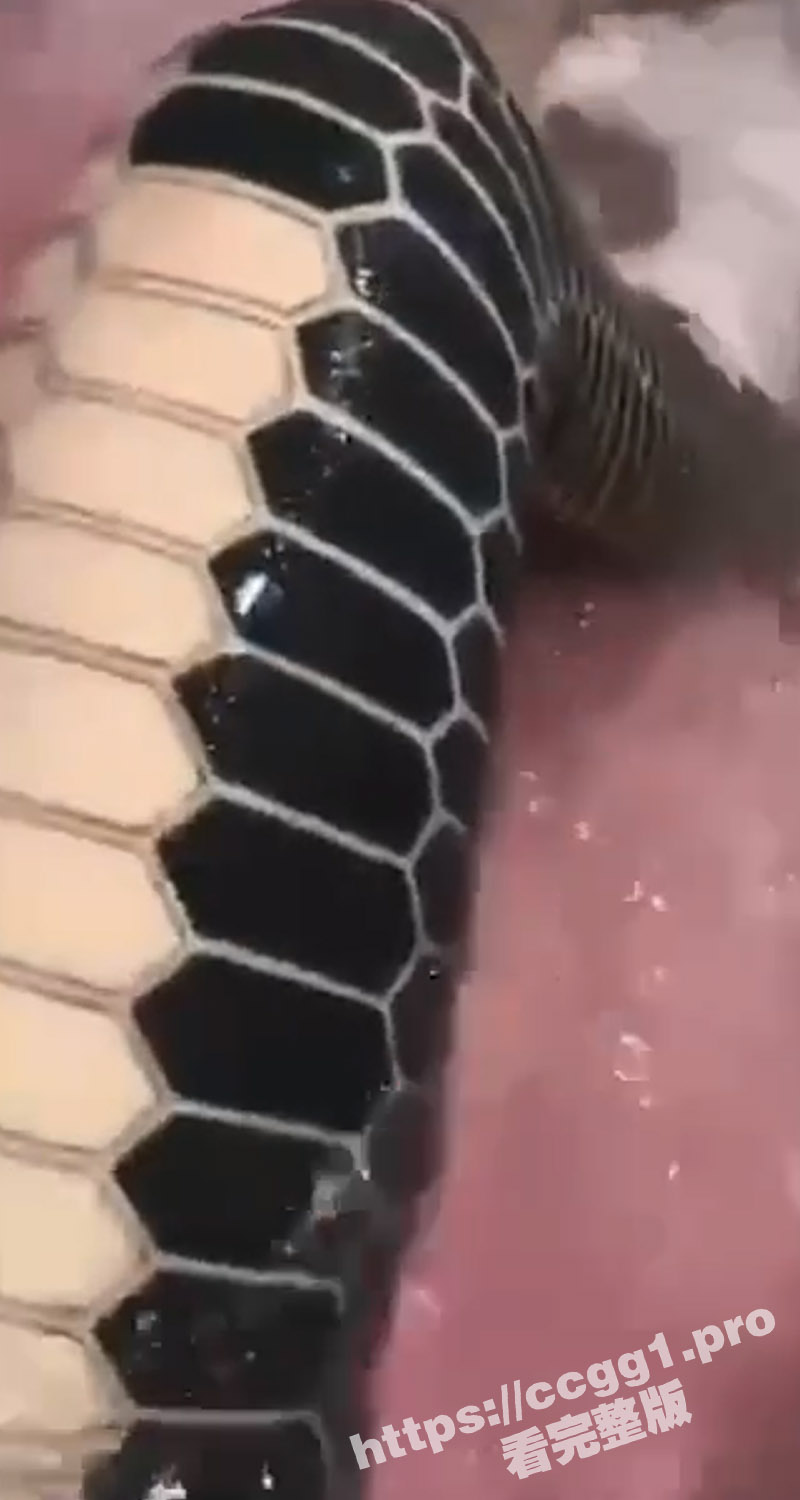 吃瓜猎奇！蛇皮纹身 这谁能硬得起来啊 看得我鸡儿都阳痿了 虽然看不懂 但我大受震撼 - 51吃瓜网-51吃瓜网