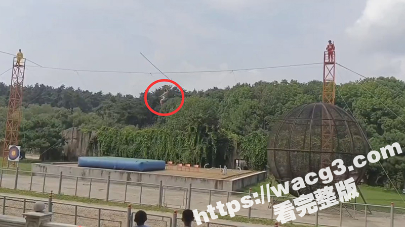 吉林长春东北虎园杂技演员走钢丝高空表演时失足不慎高空坠落 生死不明！ - 51吃瓜网-51吃瓜网